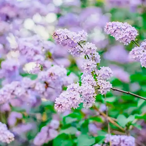 Premium - Ceanothus delilianus ‘Gloire de Versailles‘