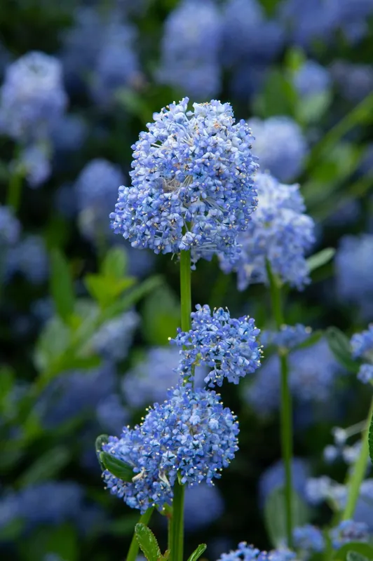 Premiumkwaliteit - Ceanothus Impressus ‘Puget Blue‘