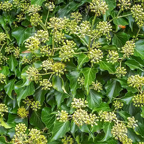 Hedera helix ‘Arborescens‘ - Professionele kwaliteit