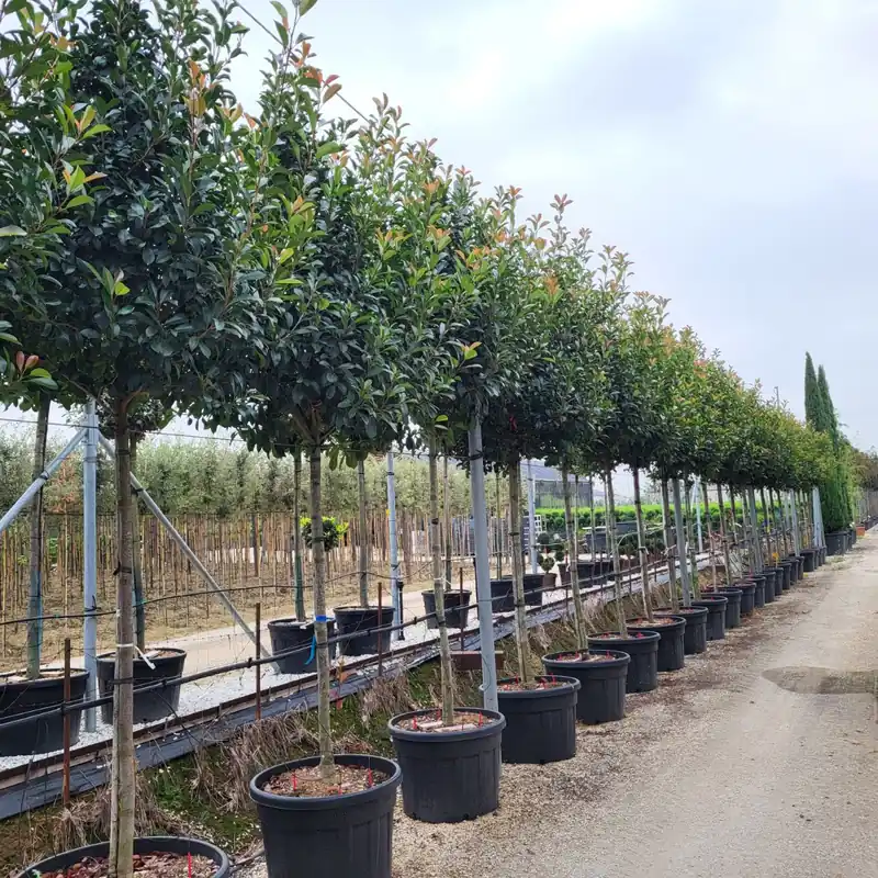 Photinia fraseri Red Robin boom | Nieuw in de shop