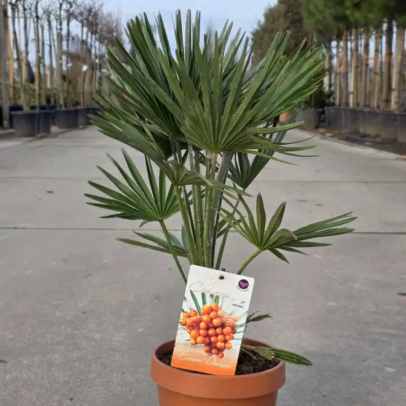 Europese dwergpalm ‘Vulcano‘ 30-40 | Direct bestellen