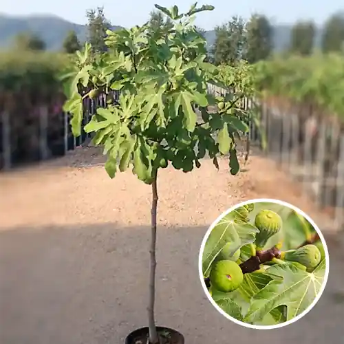 Online kopen - Vijg Ficus carica