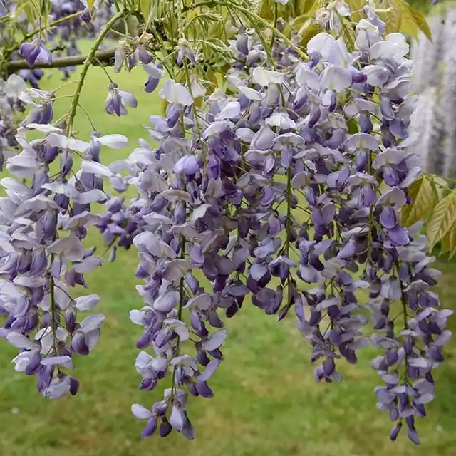 Lage prijs | Blauwe Regen Sinensis