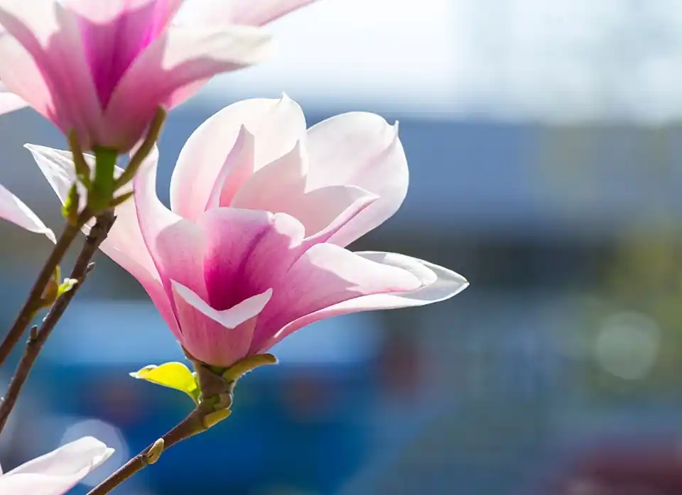 Direct kopen | Magnolia soulangeana