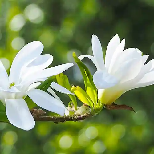 Actie loopt bijna af | Magnolia stellata