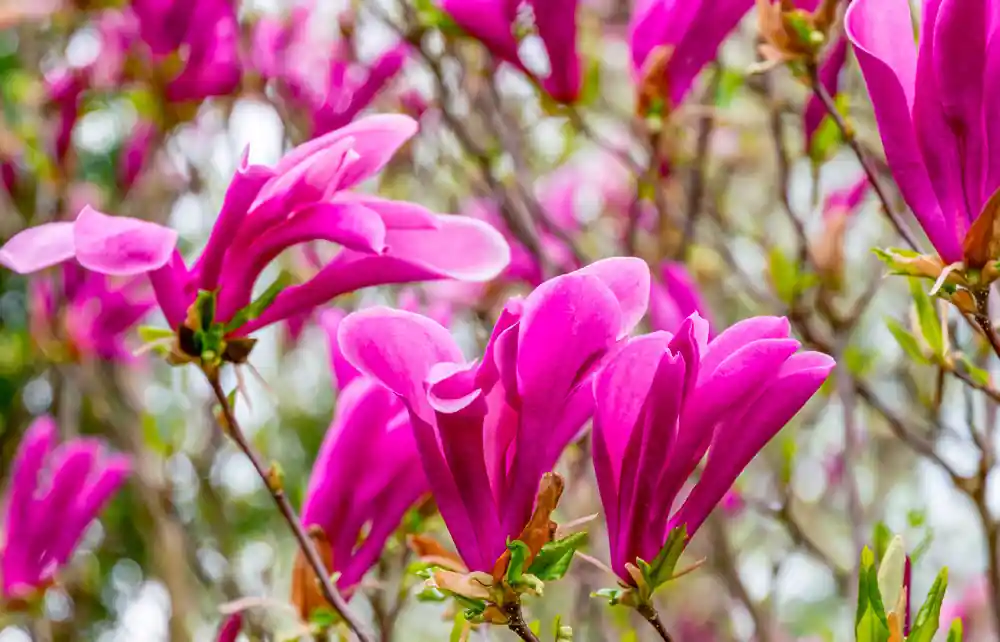Magnolia Susan - Topproduct