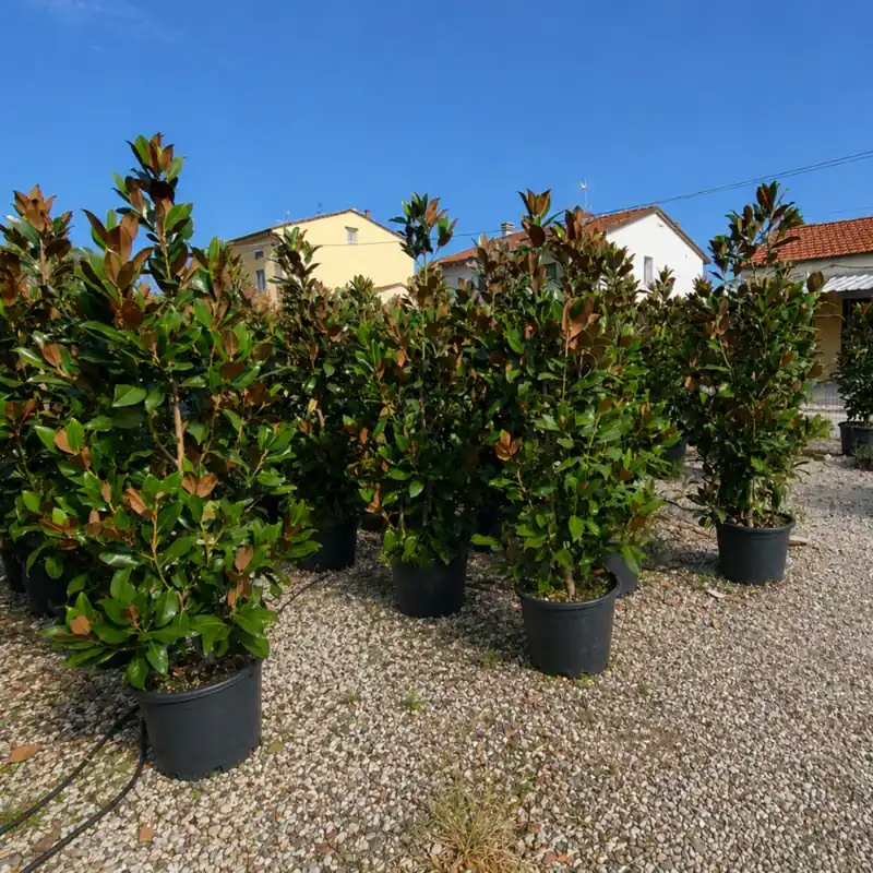 Bestel vandaag | Magnolia grandiflora Gallisoniensis
