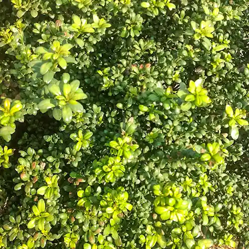 Topkwaliteit - Ilex crenata Convexa