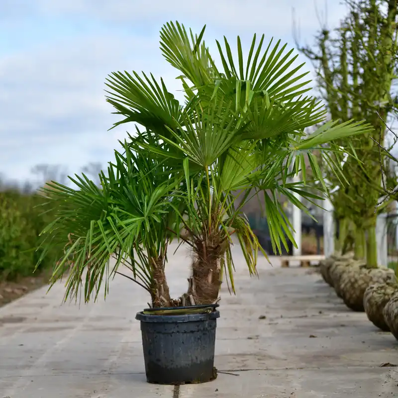 Trending - Chinese Waaierpalm meerstammig