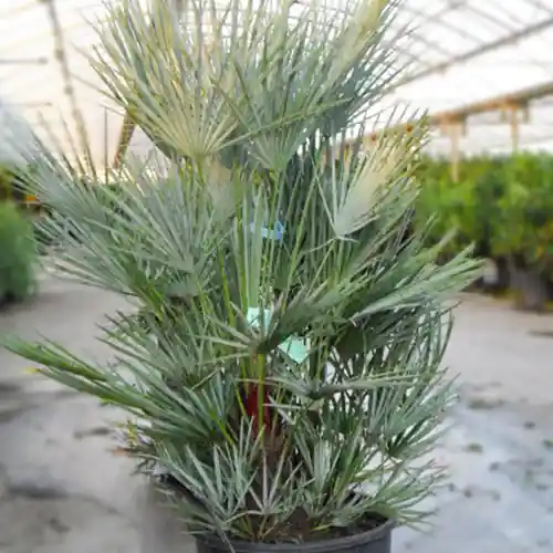 Hoog gewaardeerd - Europese Dwergpalm 100-125cm