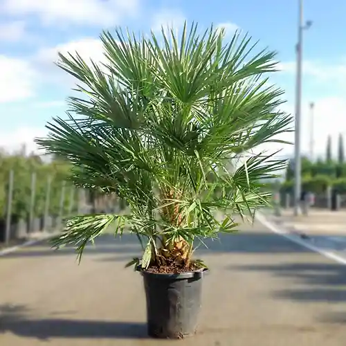Europese Dwergpalm 125-150cm - Online kopen
