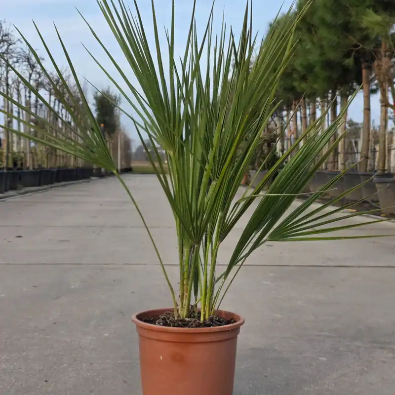 Europese Dwergpalm 40-60cm | Snelle verzending