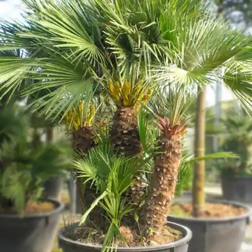 Korting | Europese Dwergpalm Meerstammig