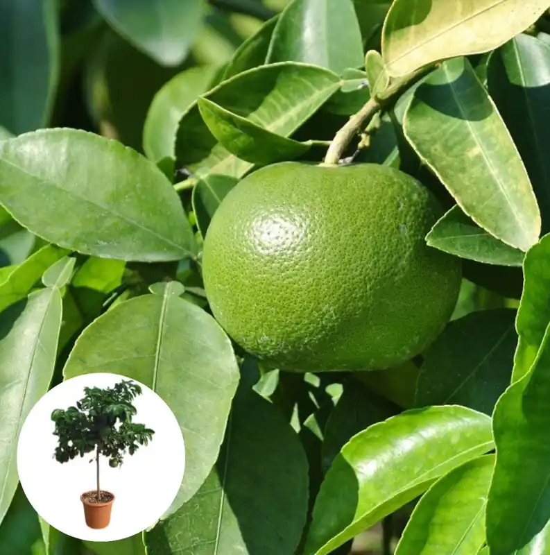 Topprijs | Grapefruitboom