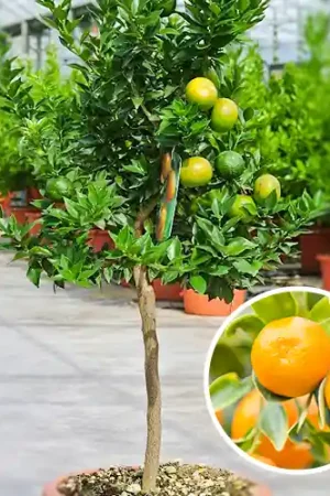 Aanbieding loopt bijna af - Mandarijnenboom Reticulata