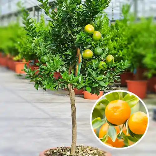 Aanbieding loopt bijna af - Mandarijnenboom Reticulata