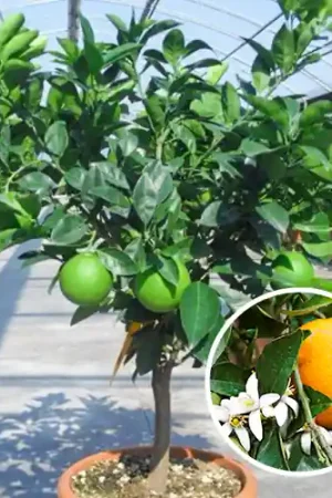 Zoete Sinaasappelboom | Topproduct