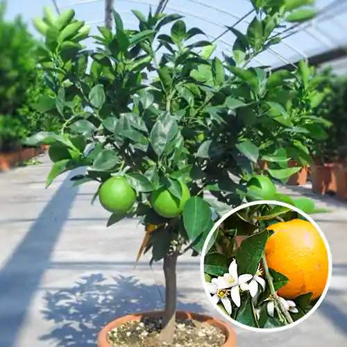 Zoete Sinaasappelboom | Topproduct