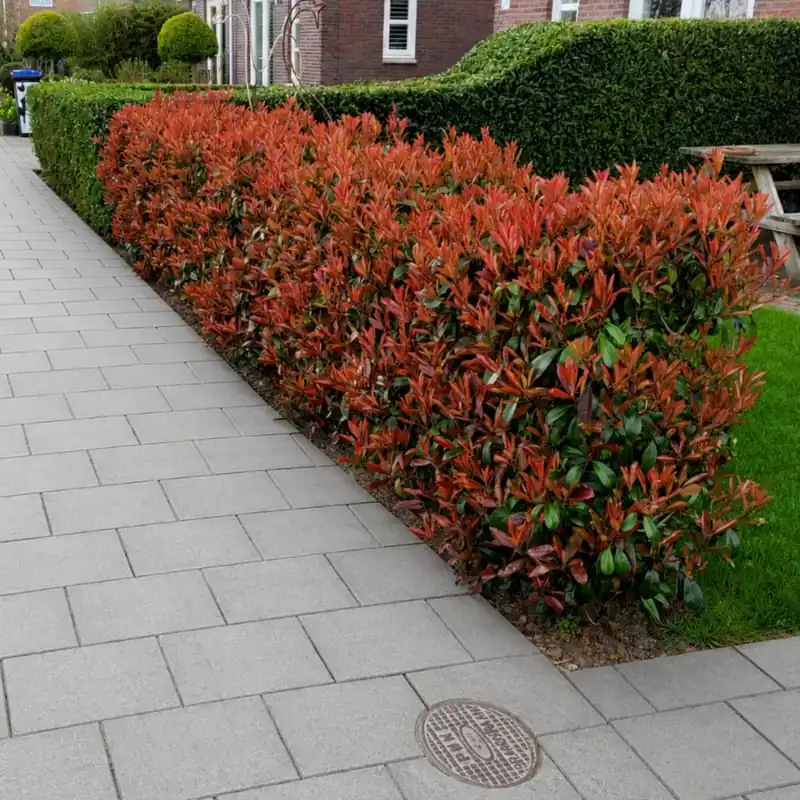 Voordeelprijs | Glansmispel