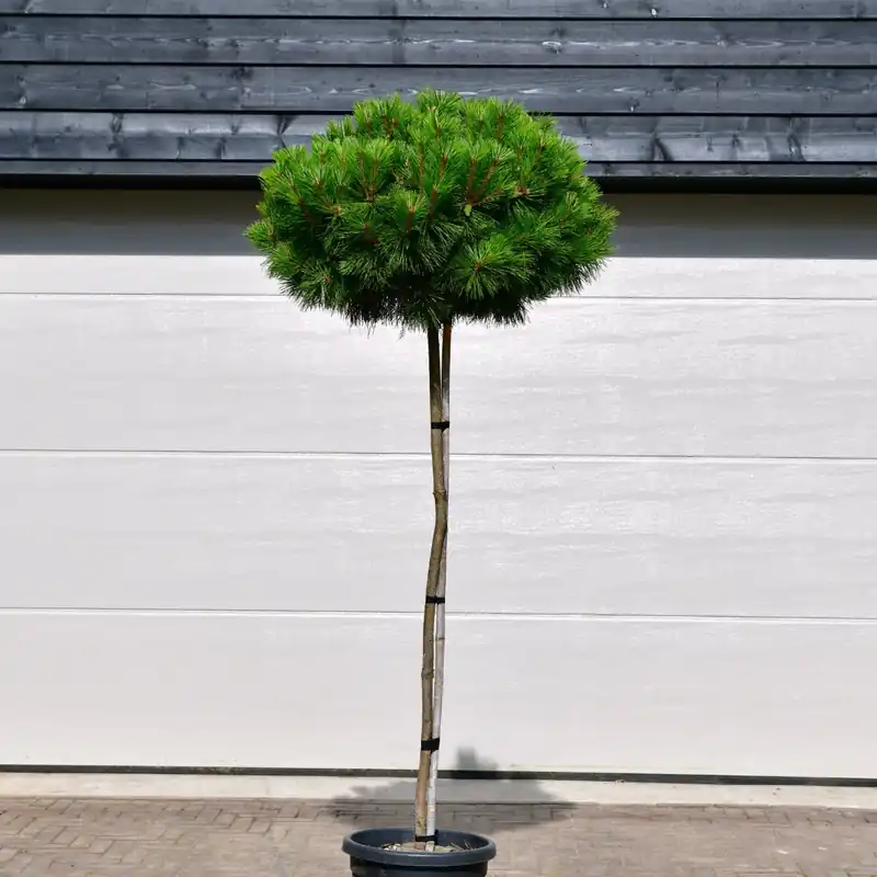 Pinus Brepo - Aanbieding