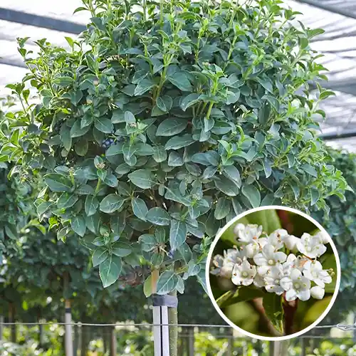 Viburnum tinus Eve Price - Koop vandaag