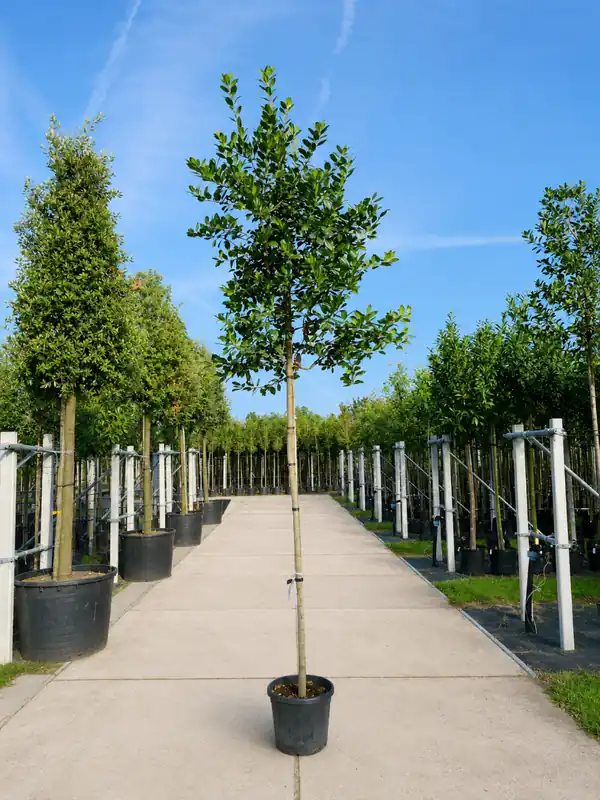 Scherp geprijsd | Ilex Nellie R. Stevens