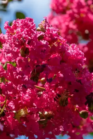 Lagerstroemia Caroline Beauty - Topproduct
