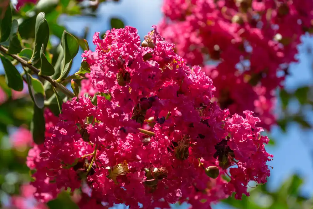 Lagerstroemia Caroline Beauty - Topproduct
