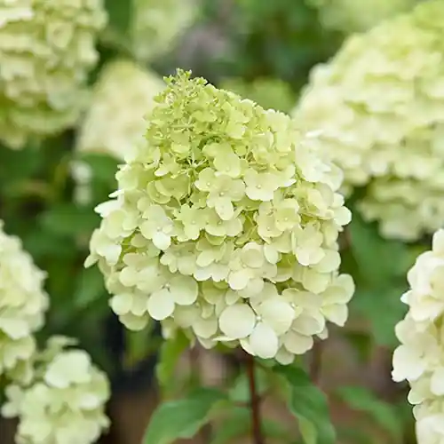 Bespaar meer | Hydrangea Polar Bear