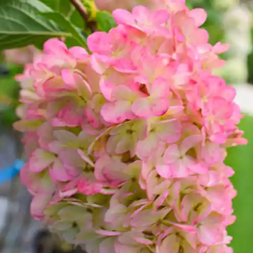 Hydrangea paniculata Phantom | Makkelijk bestellen