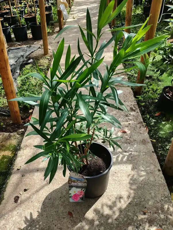 Nu kopen | Oleander