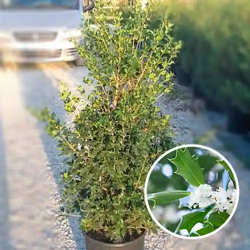 Direct van de fabrikant - Osmanthus Ilicifolius 100 - 120