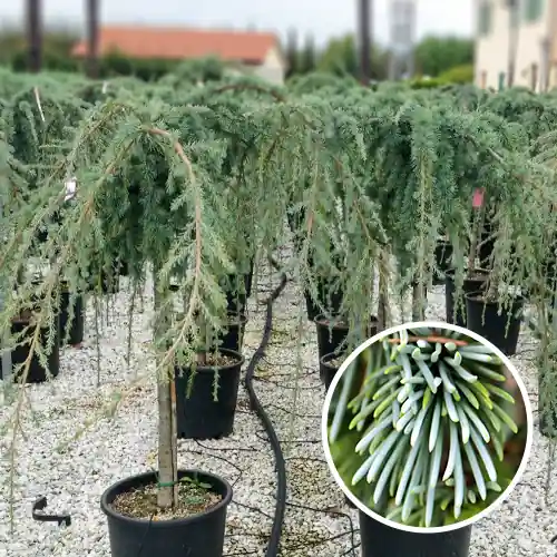 Shop nu - Blauwe Treur Ceder