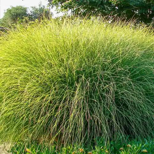 Miscanthus sinensis Gracillimus | Veilig winkelen