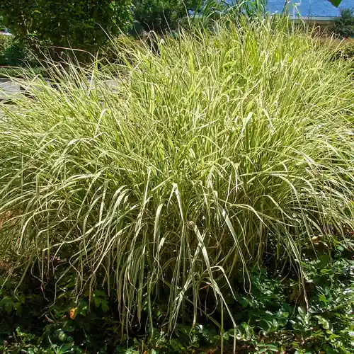 Goed beoordeeld | Miscanthus sinensis Variegatus
