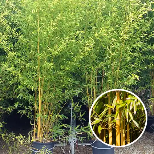 Sale | Bamboe Spectabilis