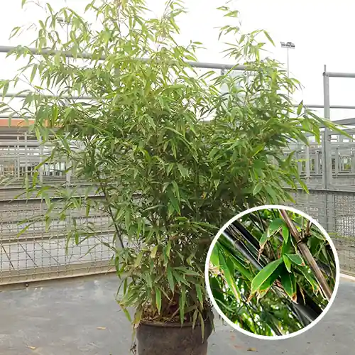 Bamboe Nigra | Nieuw