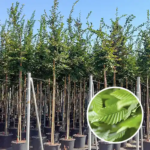 Online bestelbaar | Haagbeuk Carpinus Betulus