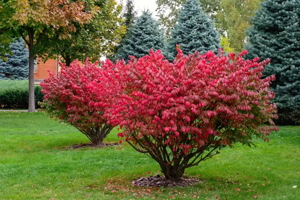 Euonymus Alatus 80-100 cm | Direct van de fabrikant