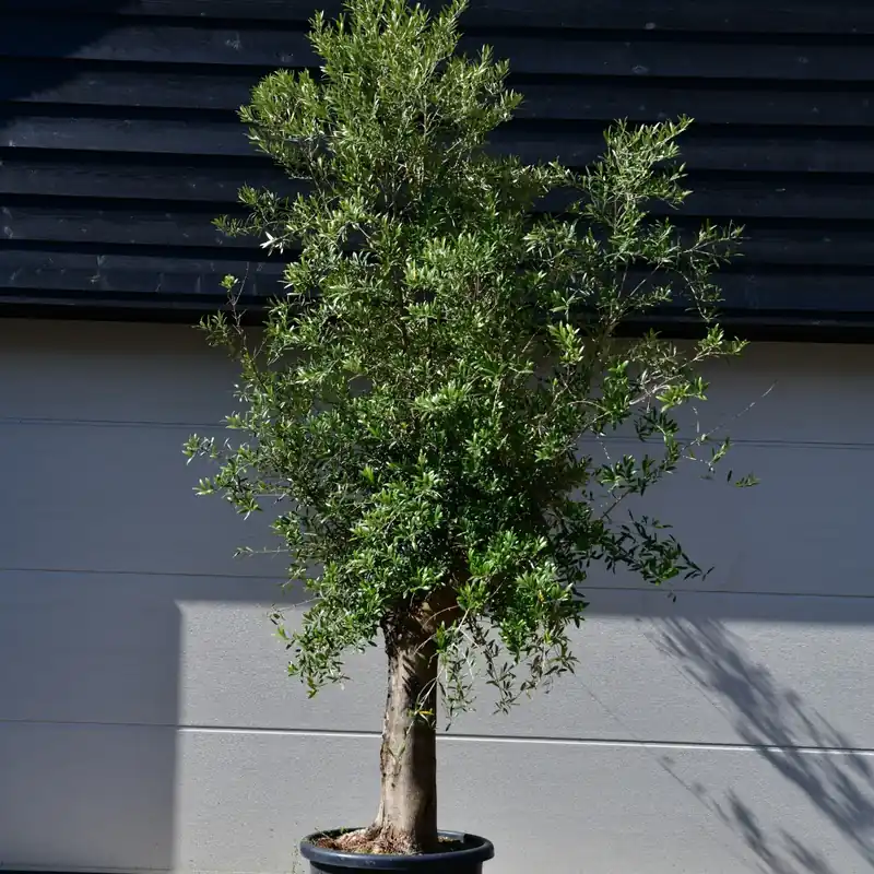 Goed beoordeeld | Olijfboom Bonsai