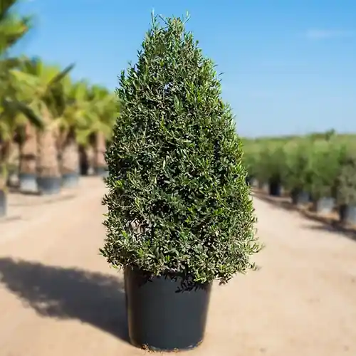Wees er snel bij | Olijfboom Pyramidalis
