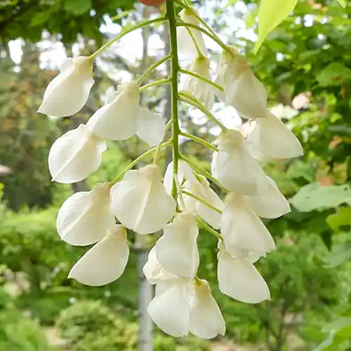 Wisteria brachybotrys Shiro Kapitan Fuji | Premium