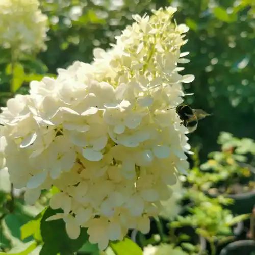 Hydrangea paniculata Bombshell | Klaar voor verzending