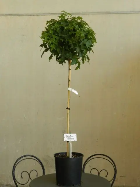 Bol Liquidambar ‘Gum Ball‘ | Dagdeal