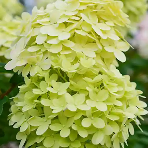 Hydrangea paniculata Limelight op stam - Populair