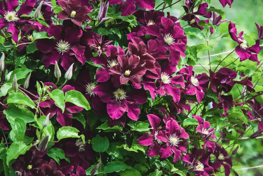 Clematis Niobe 50-60 cm | Nieuwe release