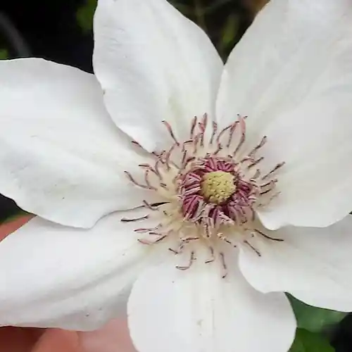 Clematis Miss Bateman 50-60 cm - Voeg toe aan winkelwagen