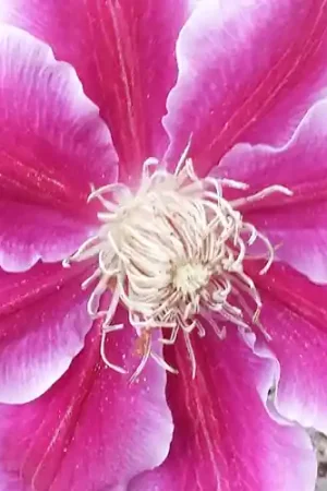 Zojuist toegevoegd | Clematis Dr. Ruppel 50-60 cm