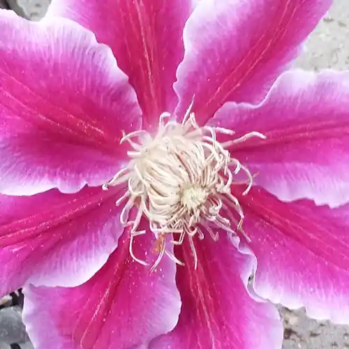 Zojuist toegevoegd | Clematis Dr. Ruppel 50-60 cm
