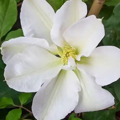 Clematis Madame Le Coultre 50-60 cm - Extra voordeel